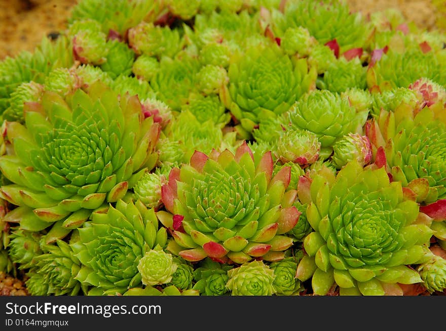 Group of green cactus in greenhouse