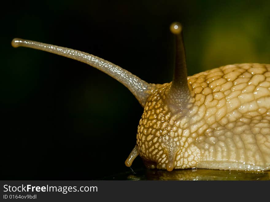 Portrait of a big snail