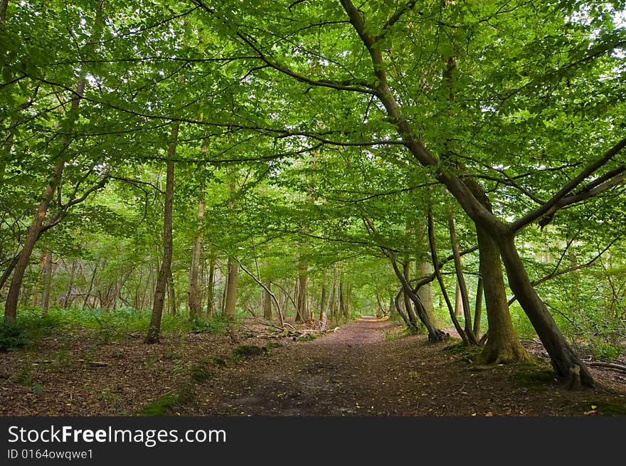 Bright green sunny forest with brown floor. Bright green sunny forest with brown floor