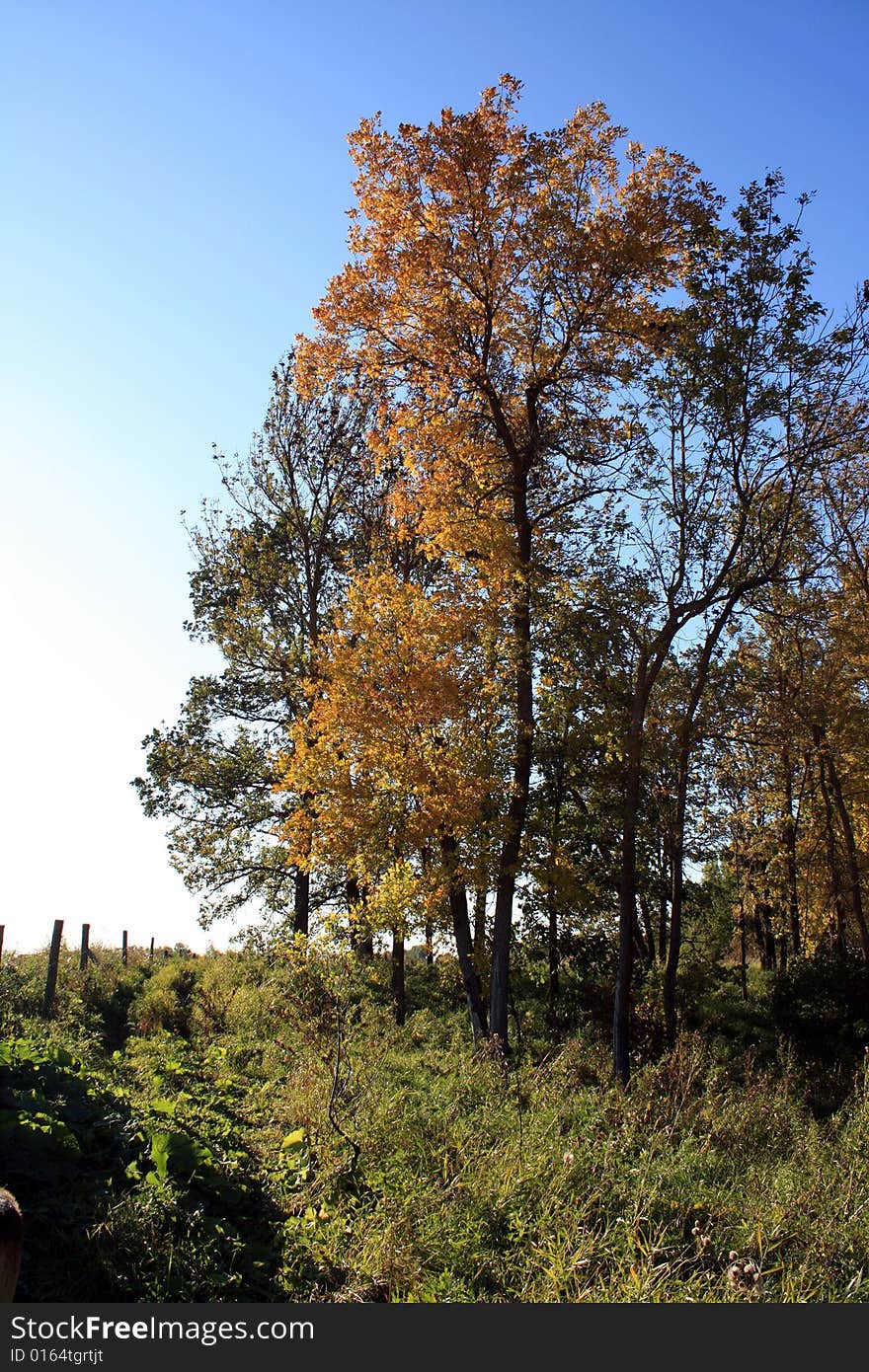 Golden leaf coloured trees uphill, beside a fence. Golden leaf coloured trees uphill, beside a fence.