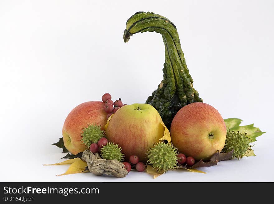 Squash, apples sweetgum, berries, leaves on white background. Squash, apples sweetgum, berries, leaves on white background