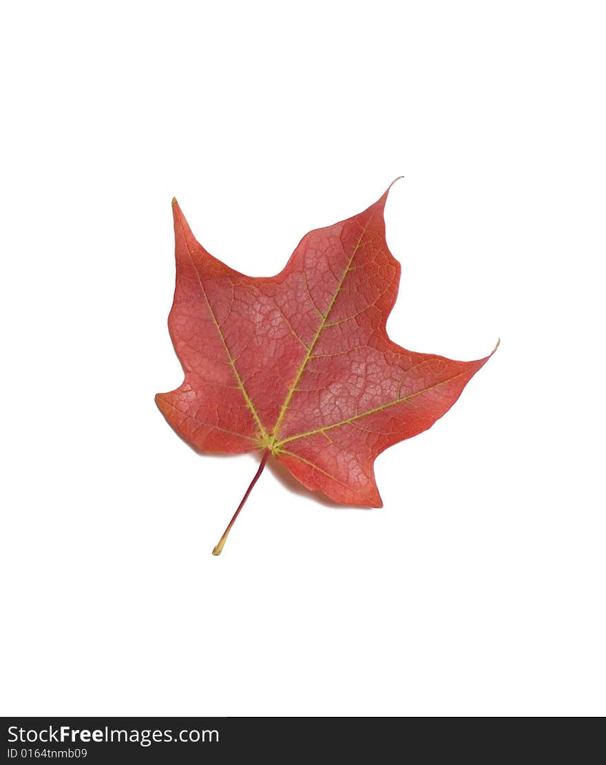 Autumn Maple Leaf