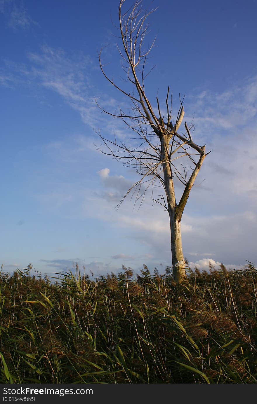 Lonely dried tree over Koskowickie lake near Legnica in Poland