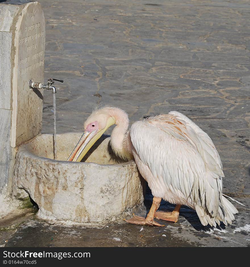 Thirsty pelican