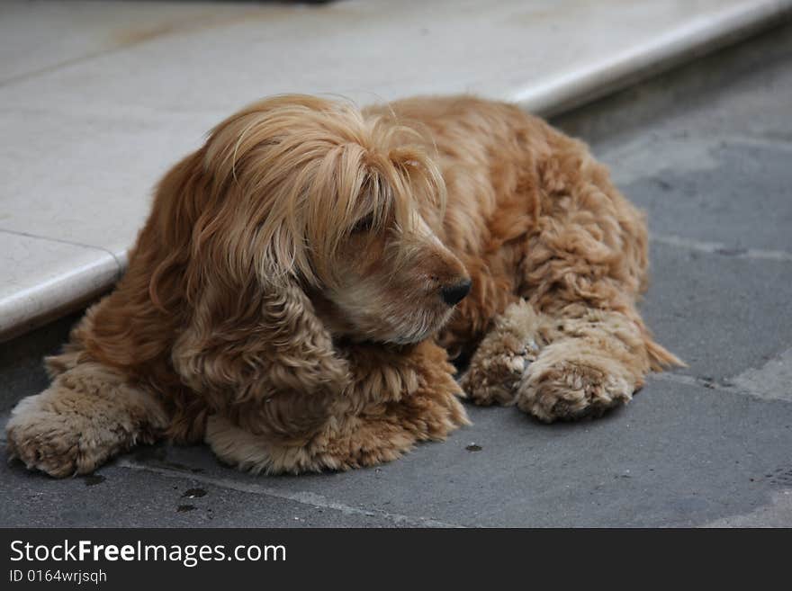 Dog laying on the street