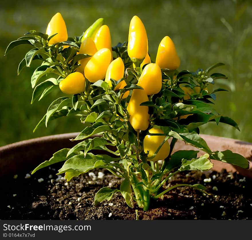 Yellow Peppers