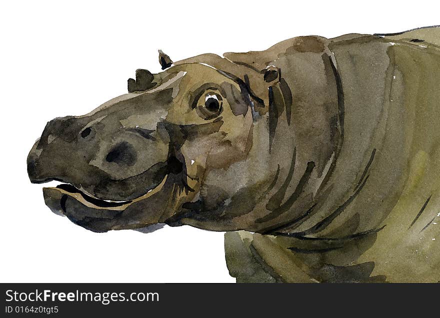 Head of a hippopotamus on the white background. Head of a hippopotamus on the white background.