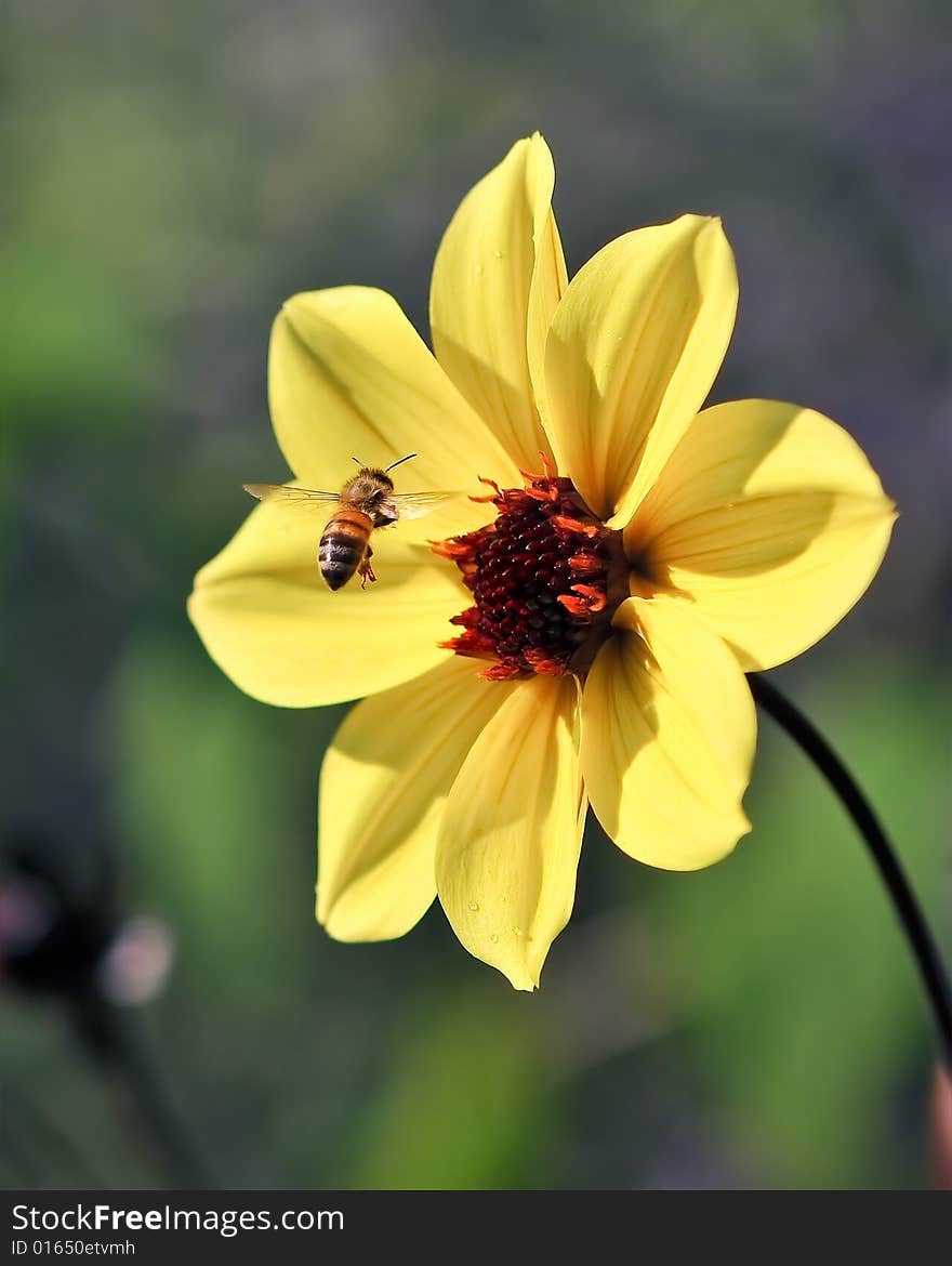 Flying Bee Captured In Flight w/ Yellow Flower Petals and stem and blurry green bokeh background