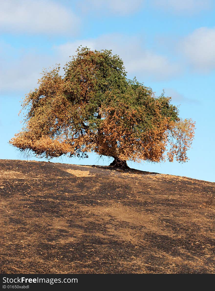 A lone tree on a burned hill after a brush fire.  Located in the Stanford Foothills and taken in July of 2007.  The ground was scorched along with the bottom of the tree. A lone tree on a burned hill after a brush fire.  Located in the Stanford Foothills and taken in July of 2007.  The ground was scorched along with the bottom of the tree.