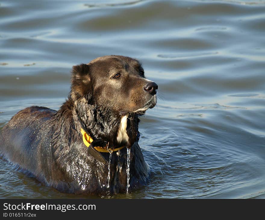 Well will cool down in cool water in a hot canicular day. Well will cool down in cool water in a hot canicular day