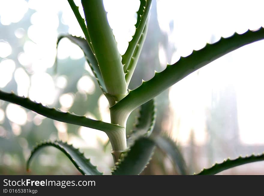 Aloe plant.