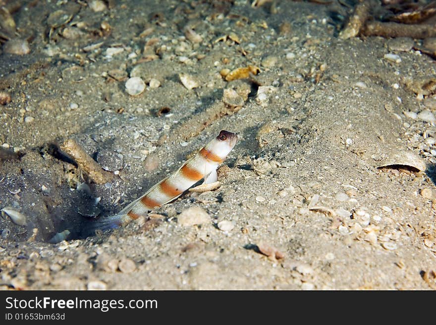 Magnus' shrimpgoby (amblyeeleotris sungami) taken in the Red Sea.