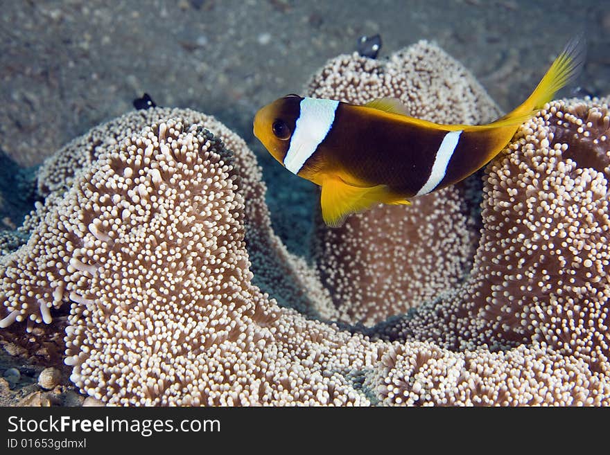 Haddon's anemone (stichodactyla haddoni) and anemonefish taken in the Red Sea.