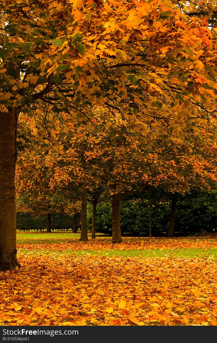 Bright autumn leafs in the pard. Bright autumn leafs in the pard