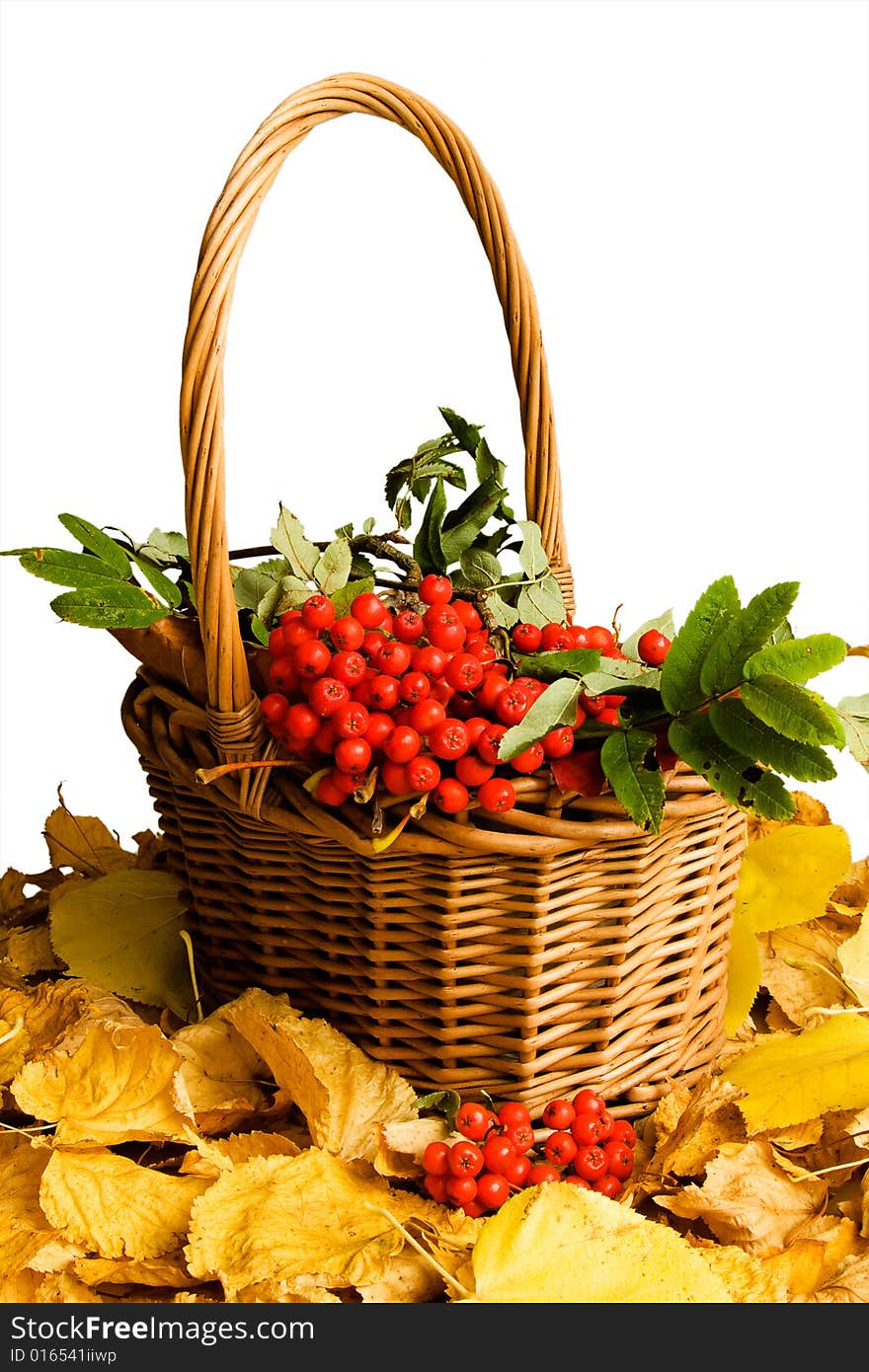 Basket of rowan berries