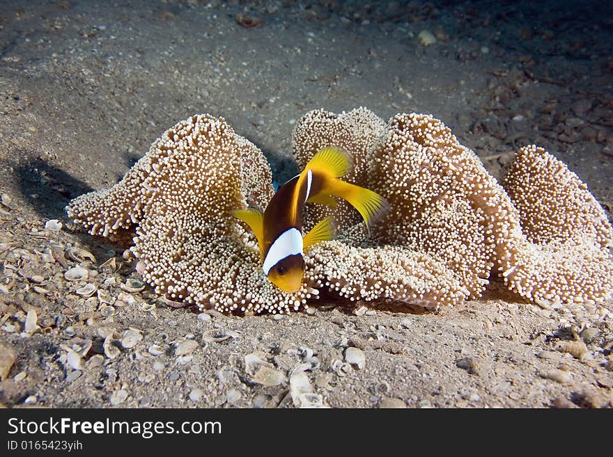 Haddon S Anemone (stichodactyla Haddoni) And Anemo