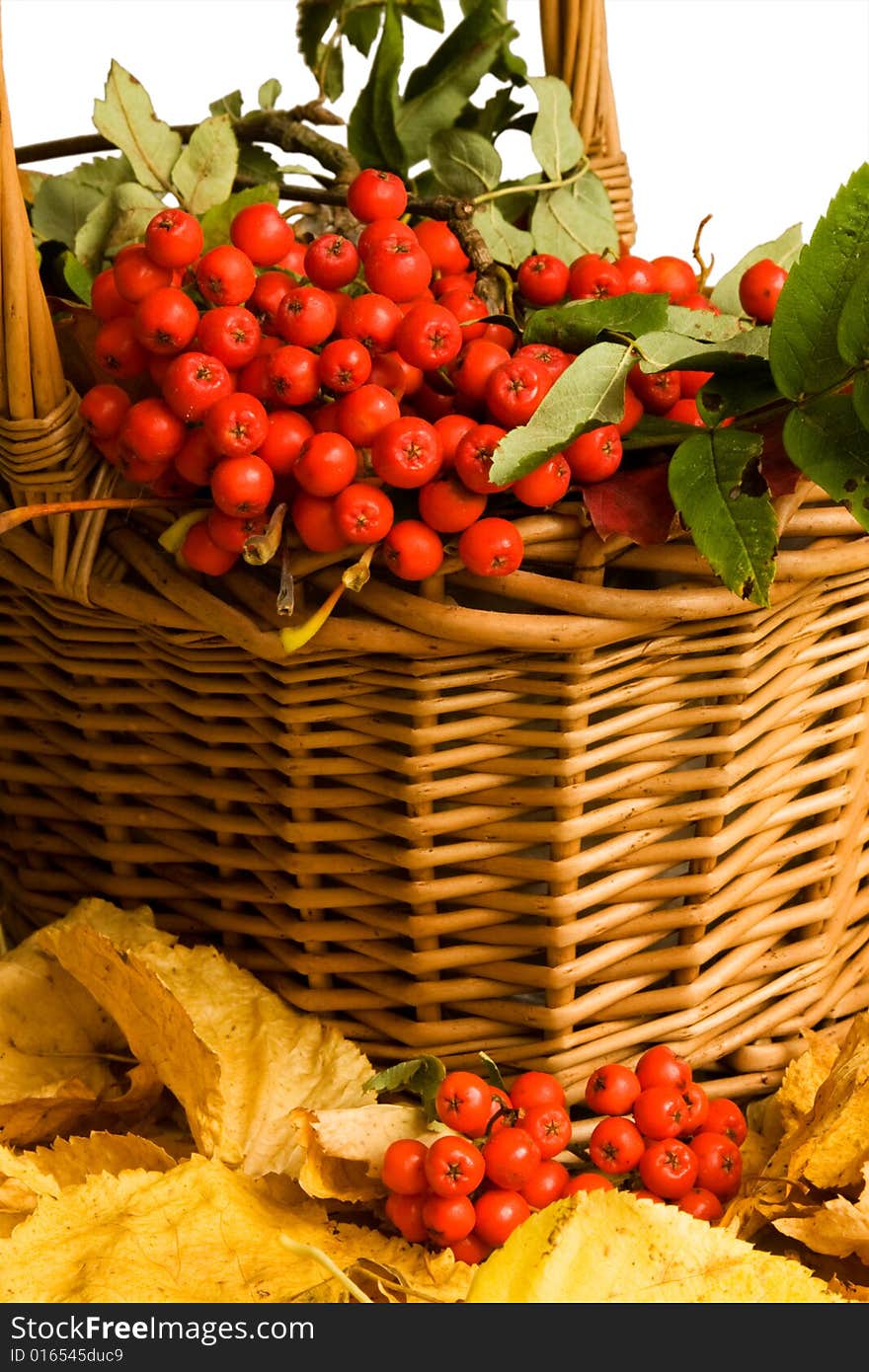 Red berries