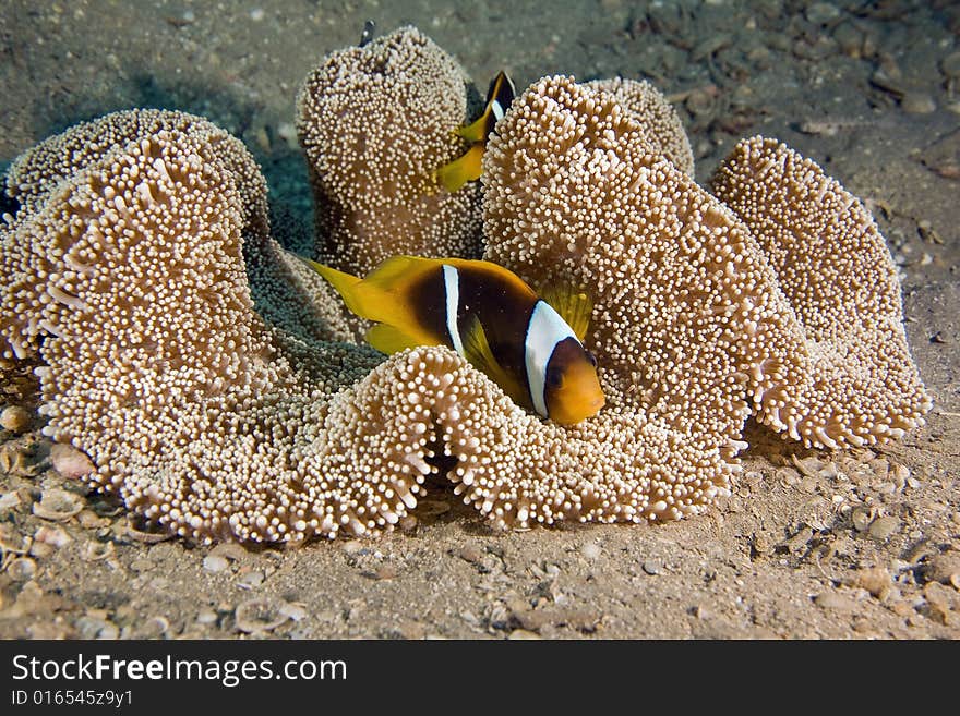 Haddon's anemone (stichodactyla haddoni) and anemonefish taken in the Red Sea.