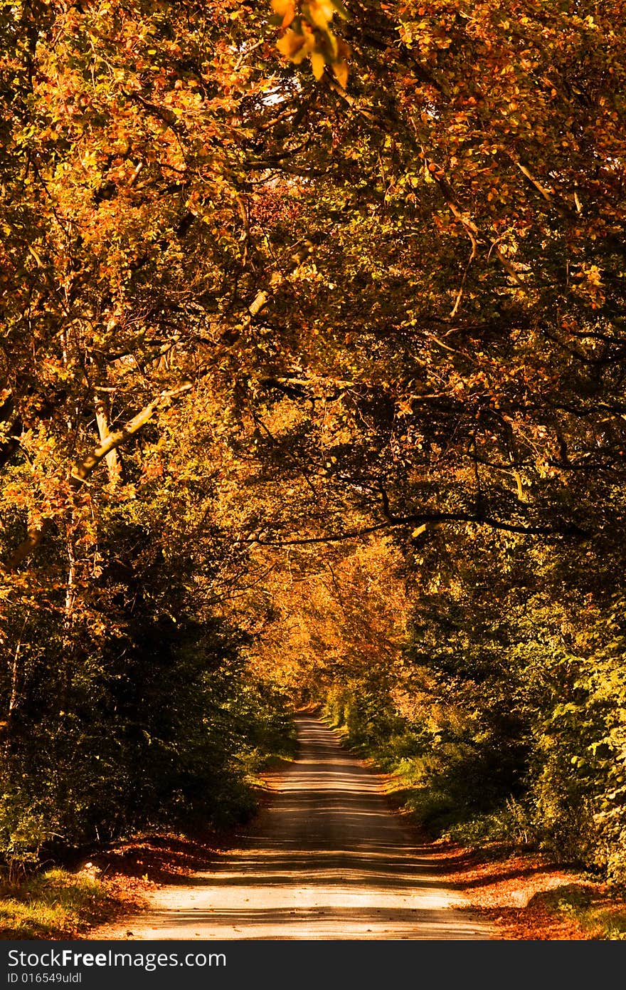 Autumn Trees