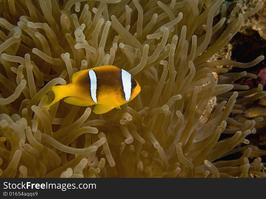 Red sea anemonefish (Amphipiron bicinctus)  taken in the Red Sea.