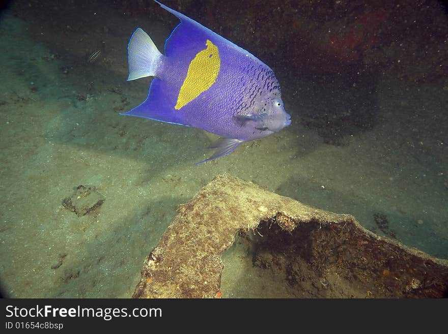 Red Sea Angelfish (Pomacanthus maculosus) taken in the Red Sea.