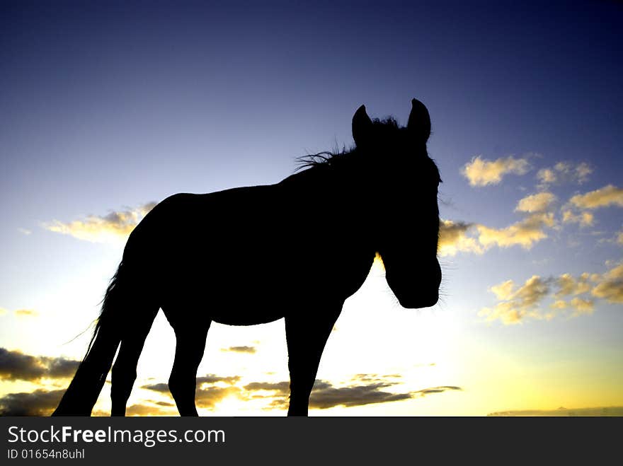 Pony Silhouette