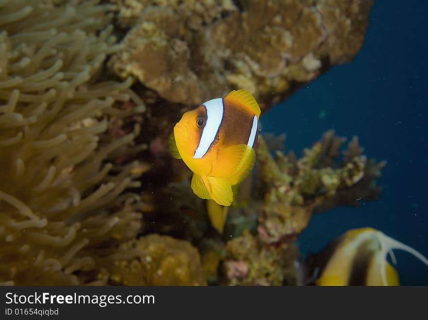 Red sea anemonefish (Amphipiron bicinctus)  taken in the Red Sea.