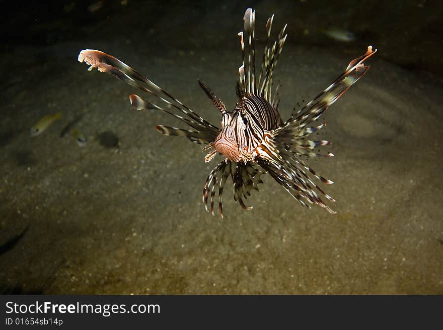 Common lionfish (pterois miles) taken in the Red Sea.