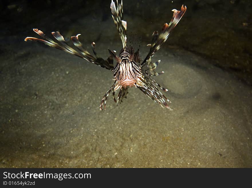 Common lionfish (pterois miles) taken in the Red Sea.