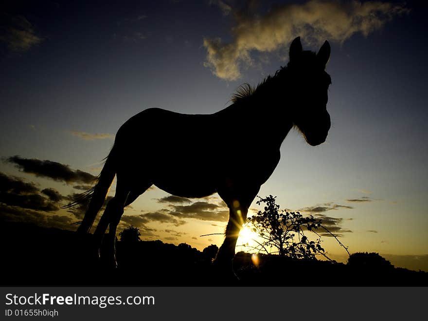 Pony Silhouette