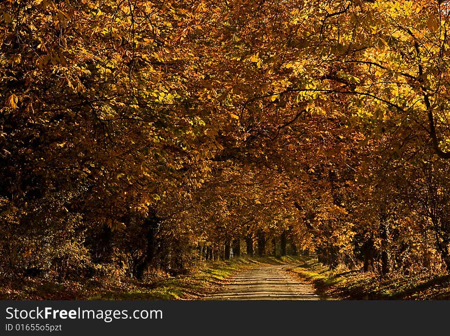 Bright colored walk along the trees. Bright colored walk along the trees