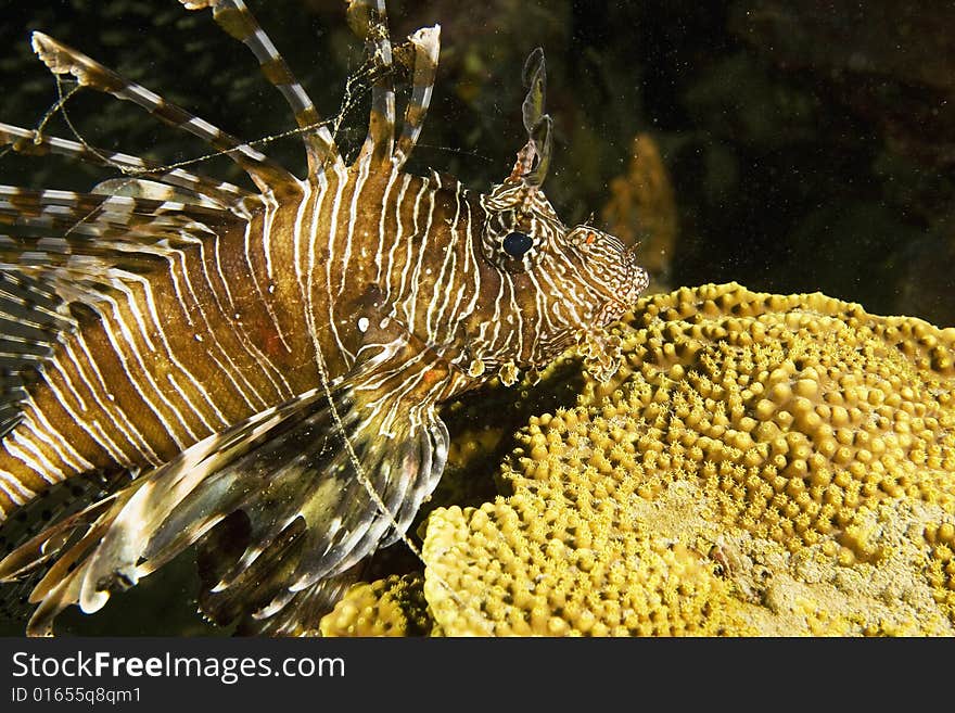 Common lionfish (pterois miles) taken in the Red Sea.