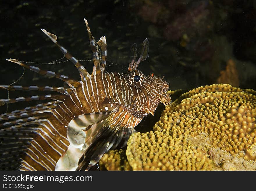 Common lionfish (pterois miles) taken in the Red Sea.