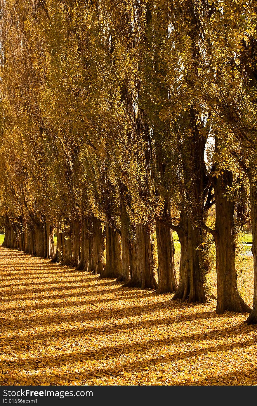 Autumn Shadows