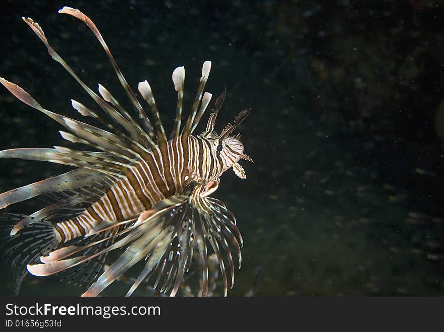 Common lionfish (pterois miles) taken in the Red Sea.