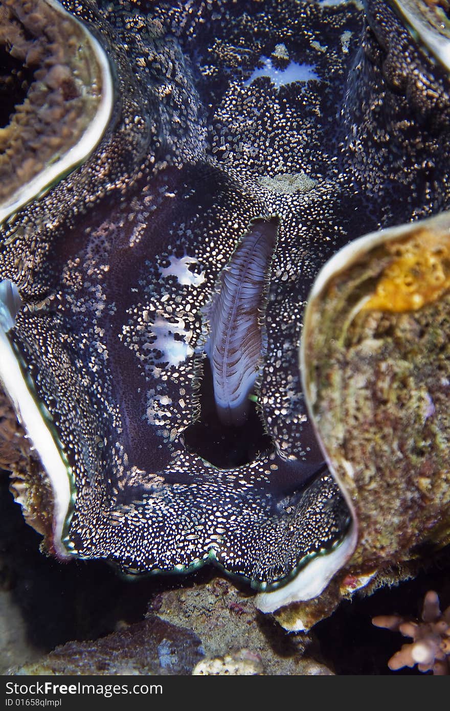 Common giant clam (tridacna maxima) taken in the Red Sea.