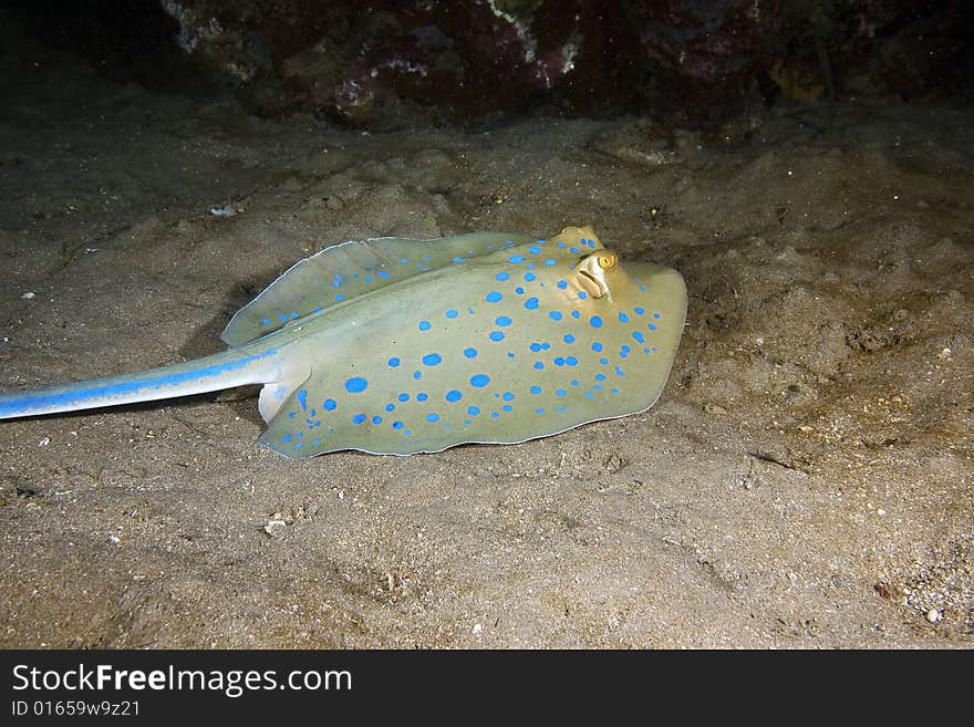 Bluespotted stingray (taeniura meyeni) taken in the Red Sea.