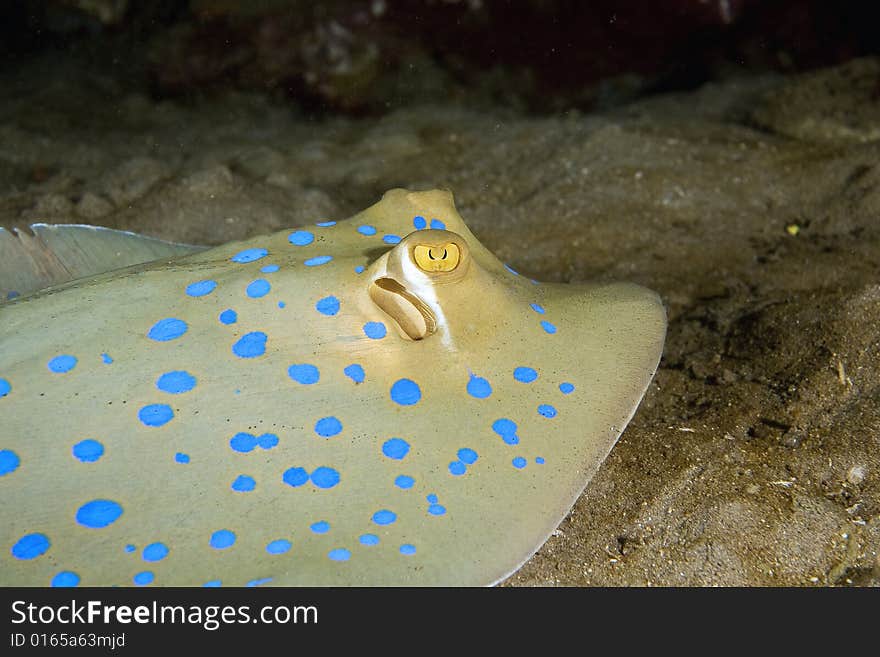 Bluespotted stingray (taeniura meyeni) taken in the Red Sea.