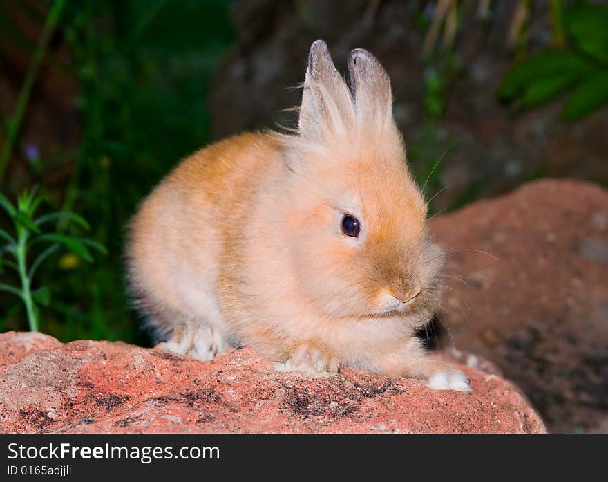 Bunny sitting on the rock. Bunny sitting on the rock