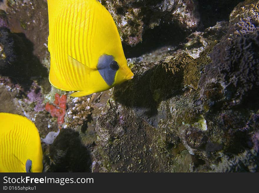 Masked butterflyfish (chaetodon larvatus)