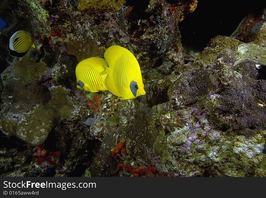 Masked butterflyfish (chaetodon larvatus) taken in the Red Sea.