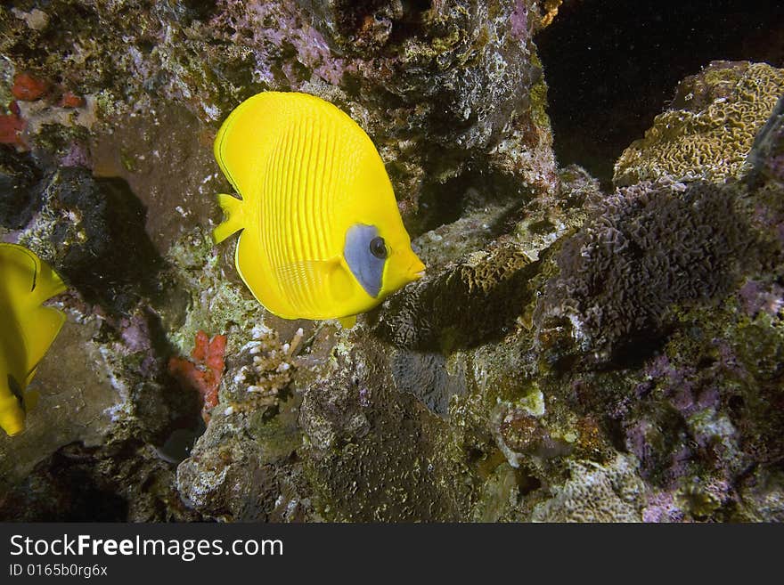 Masked butterflyfish (chaetodon larvatus) taken in the Red Sea.