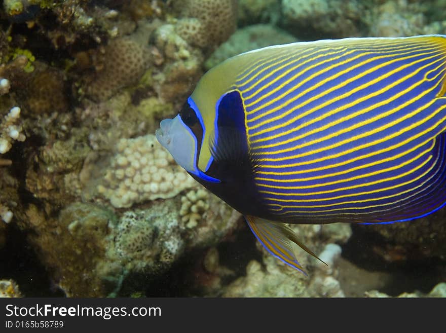 Emperor angelfish (pomacanthus imperator) taken in the Red Sea.