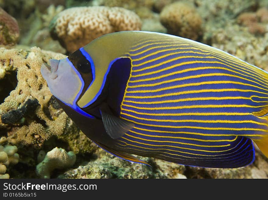 Emperor angelfish (pomacanthus imperator) taken in the Red Sea.