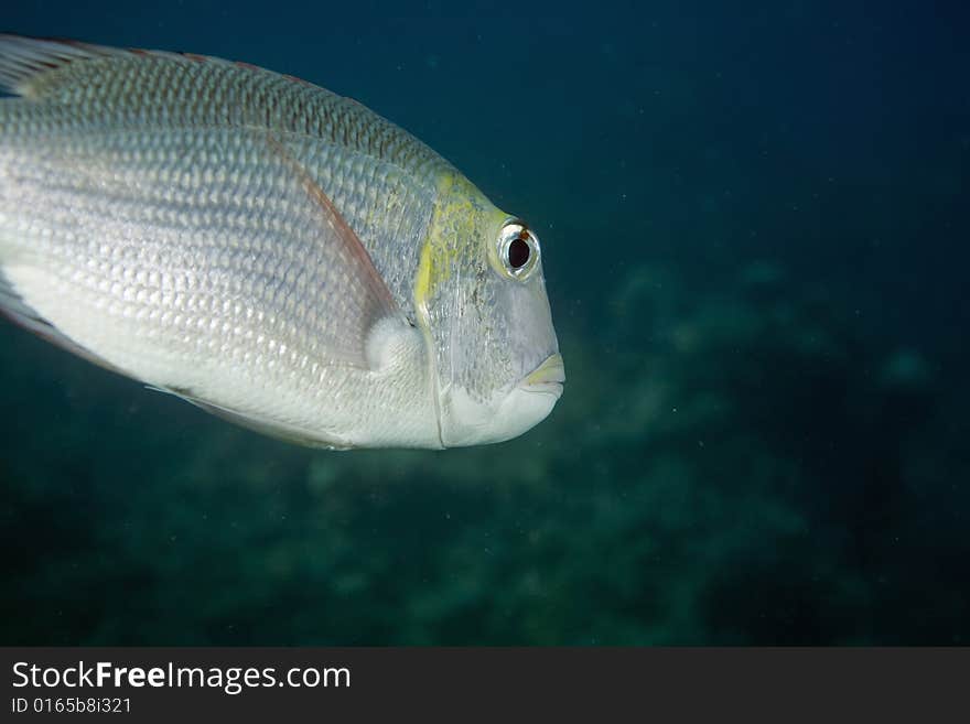 Bigeye emperor (monotaxis grandoculis) taken in the Red Sea.