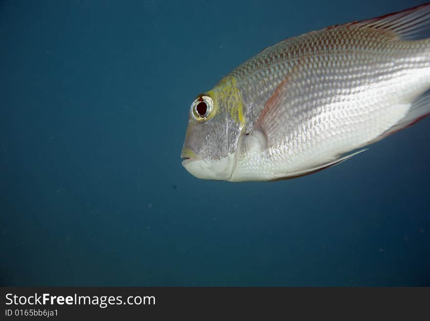 Bigeye emperor (monotaxis grandoculis) taken in the Red Sea.