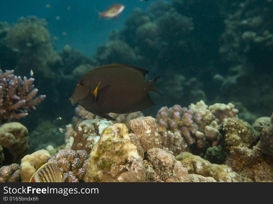 Coral and fish taken in the Red Sea.