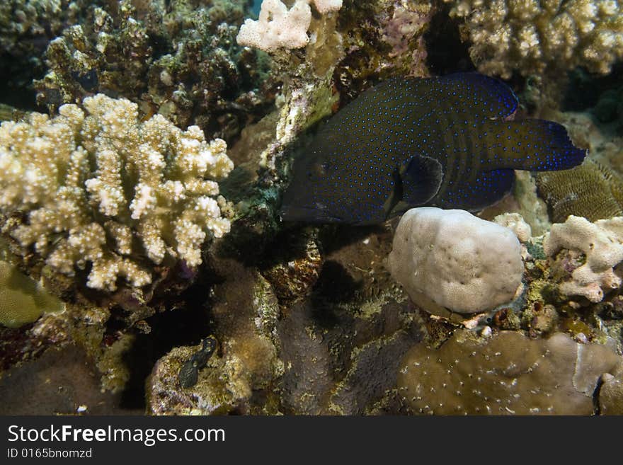 Peacock grouper (cephalopholis argus) taken in the Red Sea.