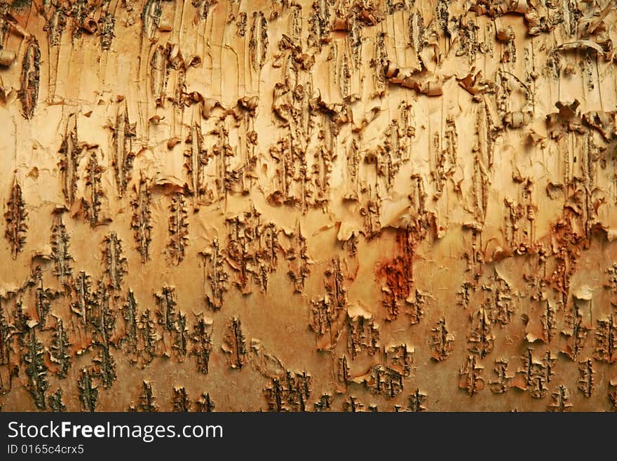 Detail of peeling bark on a golden tree in Autumn. Detail of peeling bark on a golden tree in Autumn