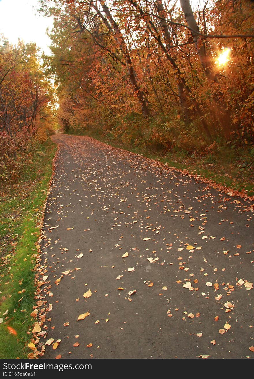 A paved path stretching through an Autumn forest at dusk. A paved path stretching through an Autumn forest at dusk.